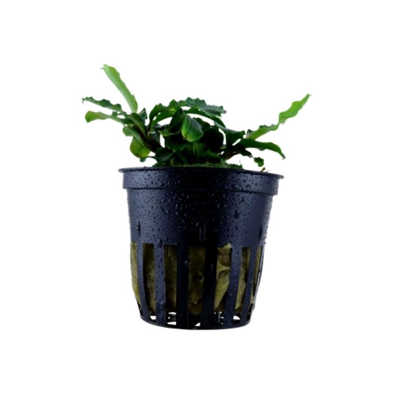 Planta acvariu Bucephalandra Pygmea Wavy Green Tropica - imagine 4